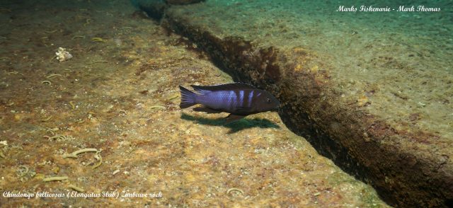 Chindongo bellicosus