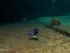 Chindongo bellicosus Zimbawe Rock (samec)