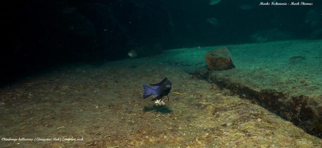 Chindongo bellicosus Zimbawe Rock (samec)