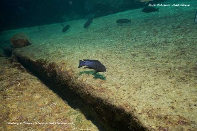 Chindongo bellicosus Zimbawe Rock (samec)
