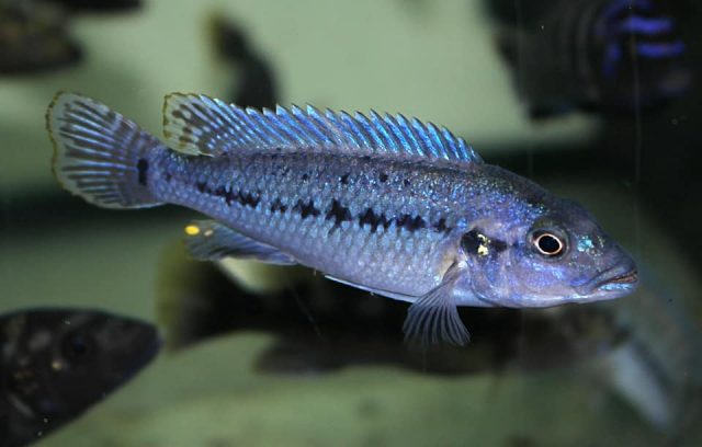 Pseudotropheus benetos