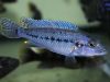 Pseudotropheus benetos