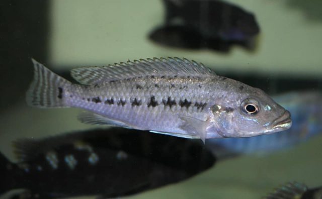Pseudotropheus benetos (samice)