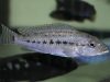 Pseudotropheus benetos (samice)