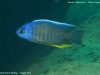 Copadichromis borleyi