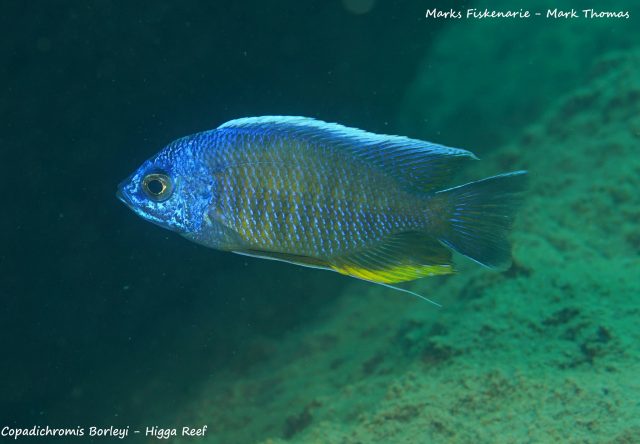 Copadichromis borleyi