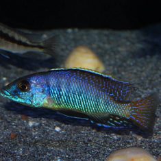 Mylochromis sp. ‚lateristriga‘