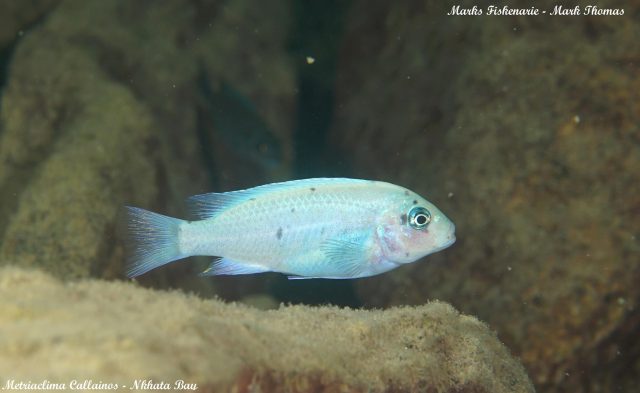 Metriaclima callainos