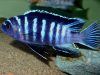 Cynotilapia zebroides Mbawa (samec)