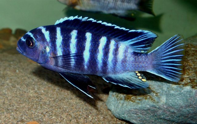 Cynotilapia zebroides Mbawa (samec)