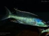 Champsochromis caeruleus (samec)