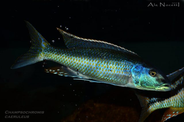 Champsochromis caeruleus (samec)