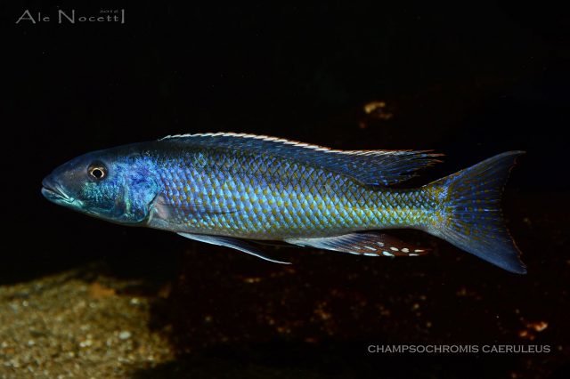 Champsochromis caeruleus