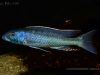 Champsochromis caeruleus