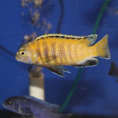 Tropheops sp. ‚red fin‘