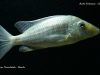 Taeniolethrinops praeorbitalis (samice)