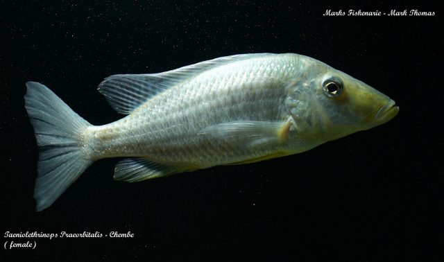 Taeniolethrinops praeorbitalis (samice)