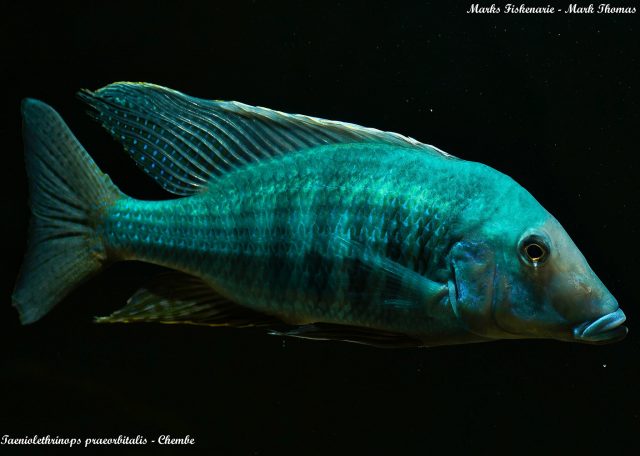 Taeniolethrinops praeorbitalis (samec)