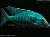 Taeniolethrinops praeorbitalis (samec)