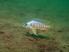 Placidochromis sp. ‚electra‘