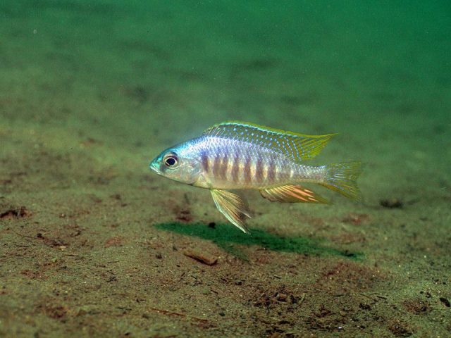 Placidochromis sp. &#8218;electra&#8216;