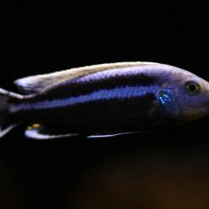 Melanochromis chipokae