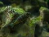 Metriaclima sp. 'elongatus bee‘ Chirwa Island (samice)