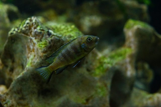 Metriaclima sp. 'elongatus bee‘ Chirwa Island (samice)
