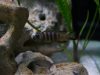 Metriaclima sp. 'elongatus bee‘ Chirwa Island (samice)
