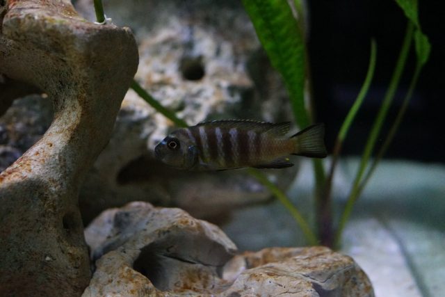 Metriaclima sp. 'elongatus bee‘ Chirwa Island (samice)
