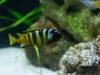 Metriaclima sp. ‚elongatus bee‘