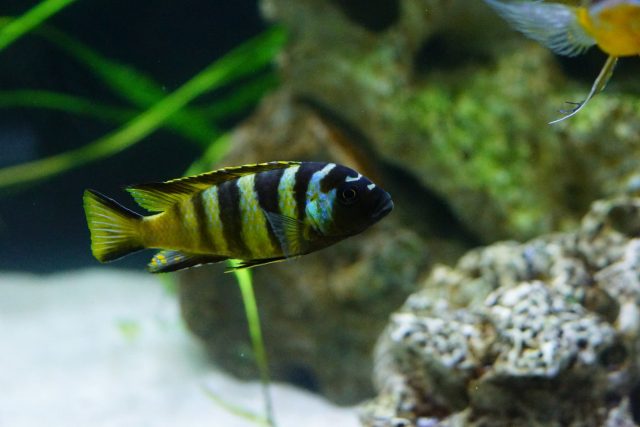 Metriaclima sp. &#8218;elongatus bee&#8216;