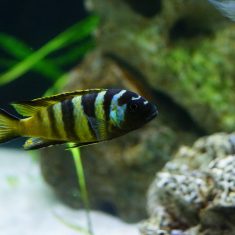 Metriaclima sp. ‚elongatus bee‘