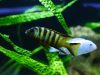 Metriaclima sp. 'elongatus bee‘ Chirwa Island (samec)