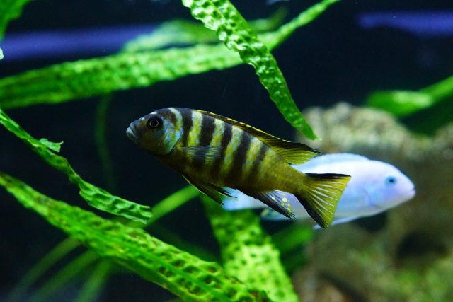 Metriaclima sp. 'elongatus bee‘ Chirwa Island (samec)