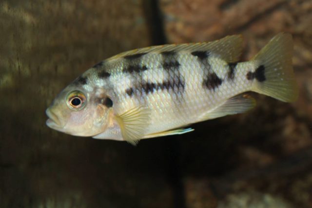 Petrotilapia sp. 'chitimba' (samice)