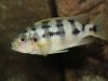 Petrotilapia sp. 'chitimba' (samice)
