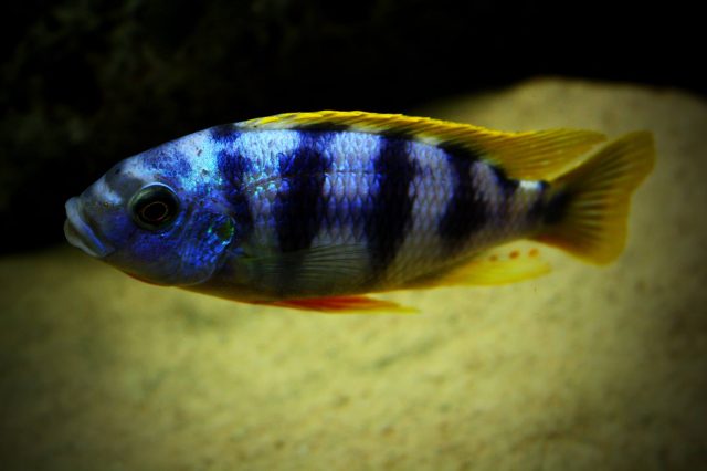 Petrotilapia sp. 'chitimba' (samec)