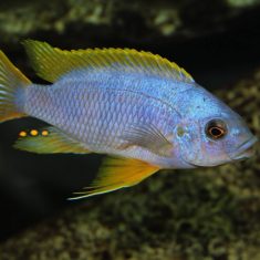 Petrotilapia sp. ‚chitimba‘