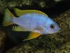 Petrotilapia sp. ‚chitimba‘