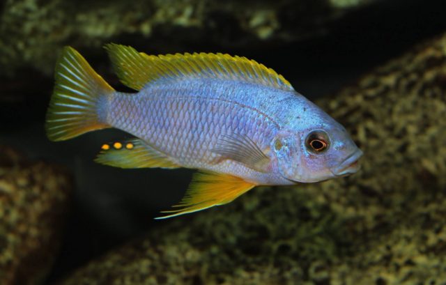Petrotilapia sp. &#8218;chitimba&#8216;