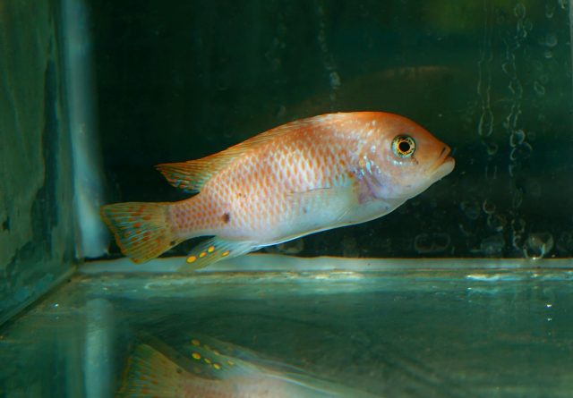 Metriaclima zebra Chiwi Rock (O samec)