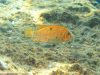 Labeotropheus fuelleborni Chiwi Rock (O samice)