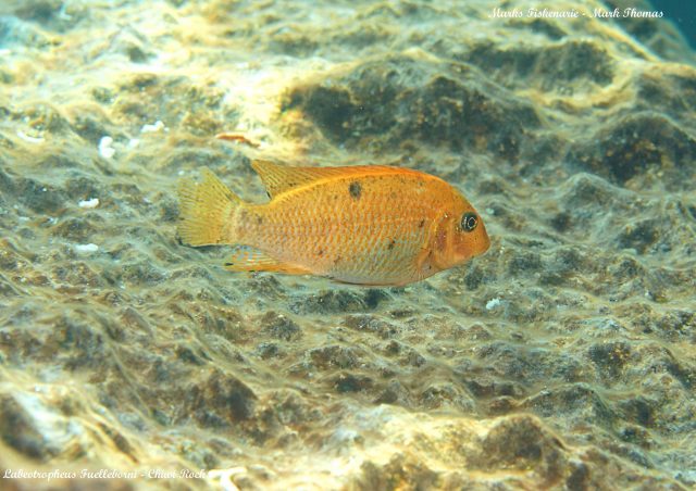 Labeotropheus fuelleborni Chiwi Rock (O samice)