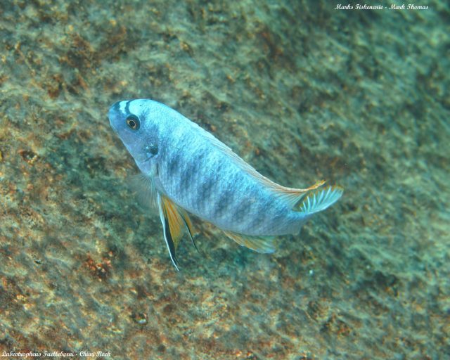 Labeotropheus fuelleborni (14)