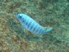 Labeotropheus fuelleborni (14)