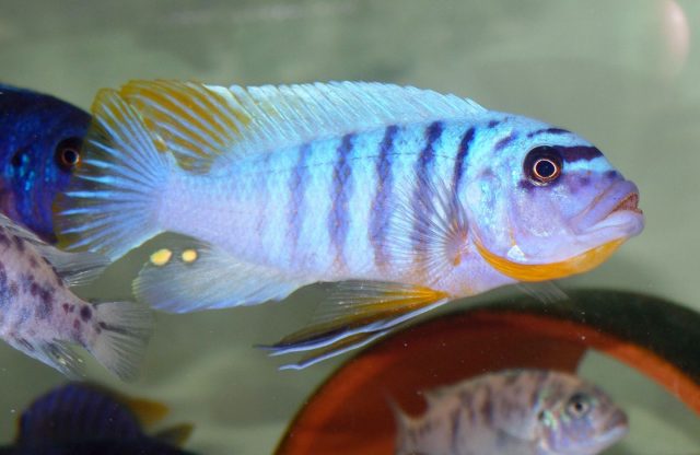 Metriaclima fainzilberi
