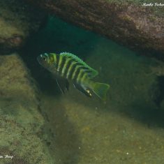 Cynotilapia sp. ‚lion‘
