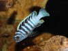 Cynotilapia zebroides