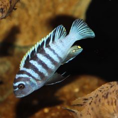Cynotilapia zebroides